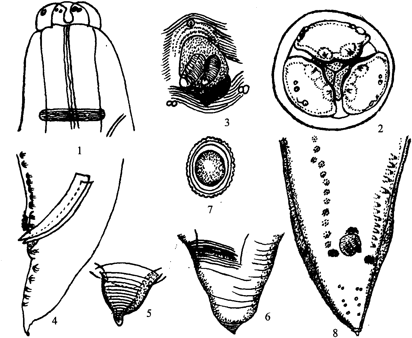 光滑蛔蟲